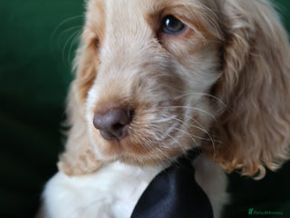 Cocker Spaniel dogs Championline Cocker Spaniel - Advert 10