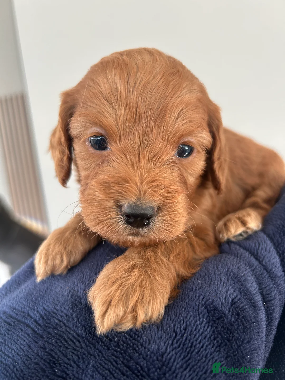 Cockapoo dogs for sale: 🐶Exceptional dark red toy cockapoos🐶 - Advert 2