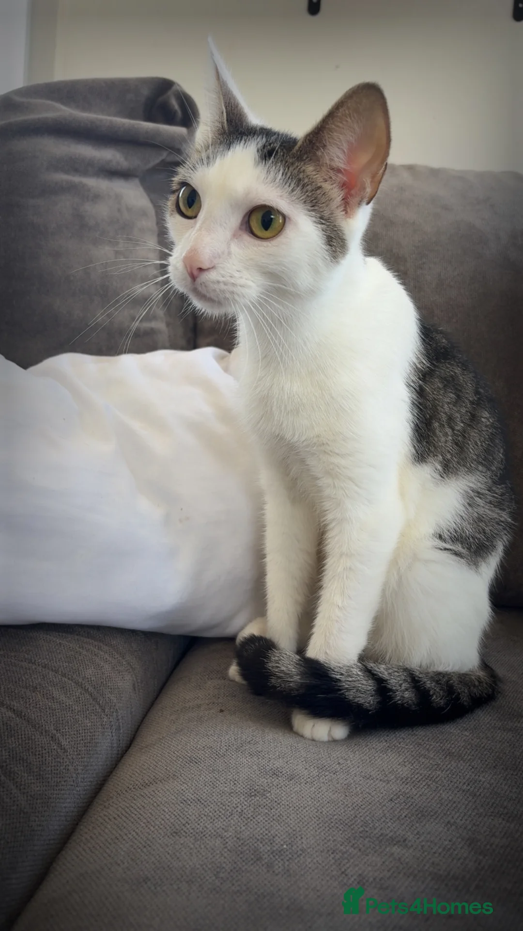 Domestic Shorthair cats for sale: This is Darla  - Advert 2