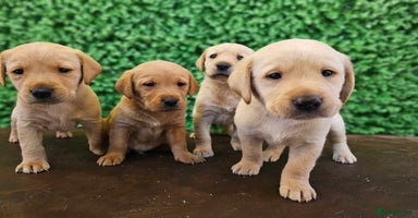 Labrador Retriever dogs - Advert 1