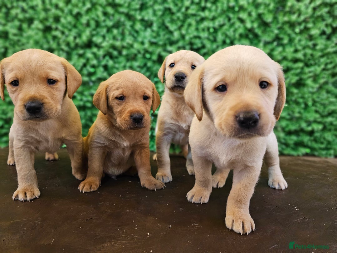 Labrador Retriever dogs for sale: 🐾Beautiful Labrador Pups–Ready for Loving Homes🐾 - Image 2