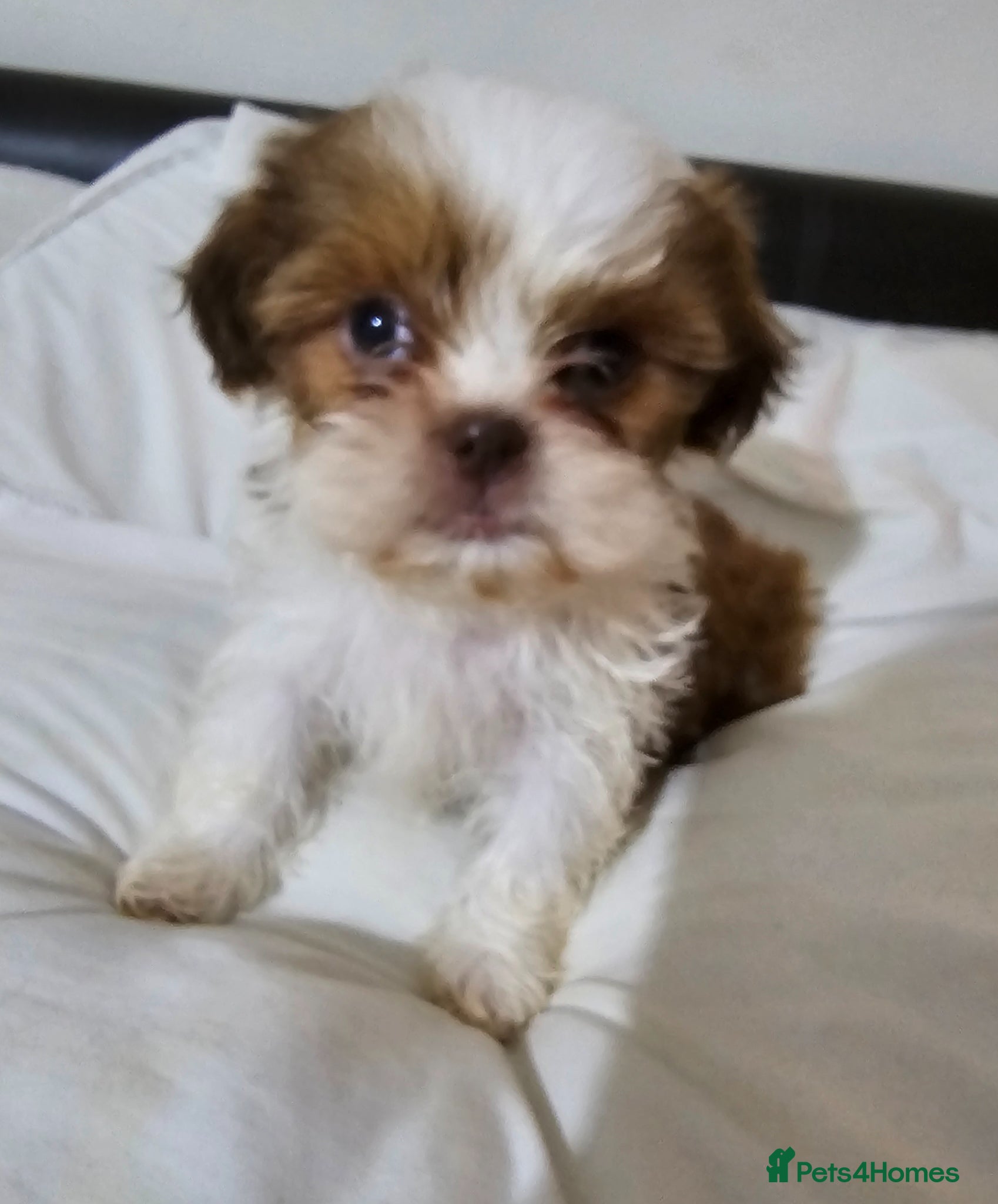 Shih Tzu dogs for sale: Choc Liver Shih Tzu puppies - Advert 3