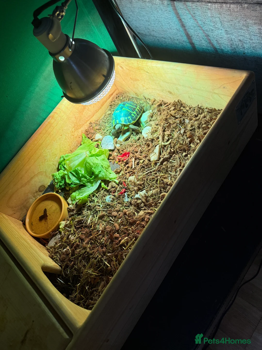 Hermann Tortoise reptiles for sale: Western dwarf Tortoise - Advert 3