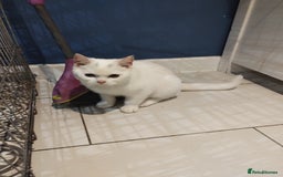 British Shorthair cats for sale: GCCF BSH female- vaccinated, microchipped. - Image 22