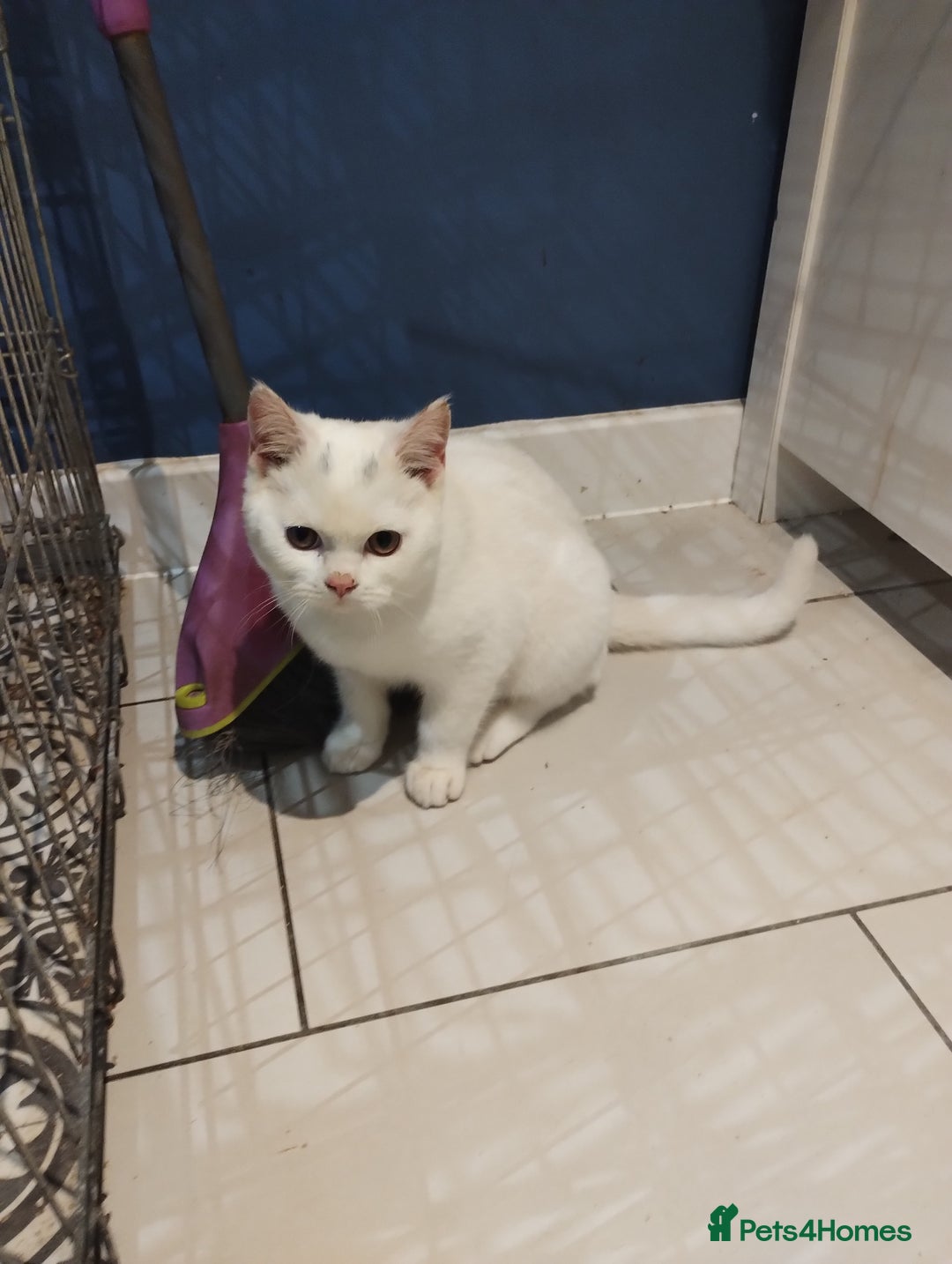 British Shorthair cats for sale: GCCF BSH female- vaccinated, microchipped. - Image 22