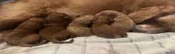Cavapoo dogs for sale: Beautiful, health tested F1b Cavapoo Puppies - Advert 17