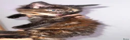 Mixed Breed cats for sale: Kittens  - Advert 9