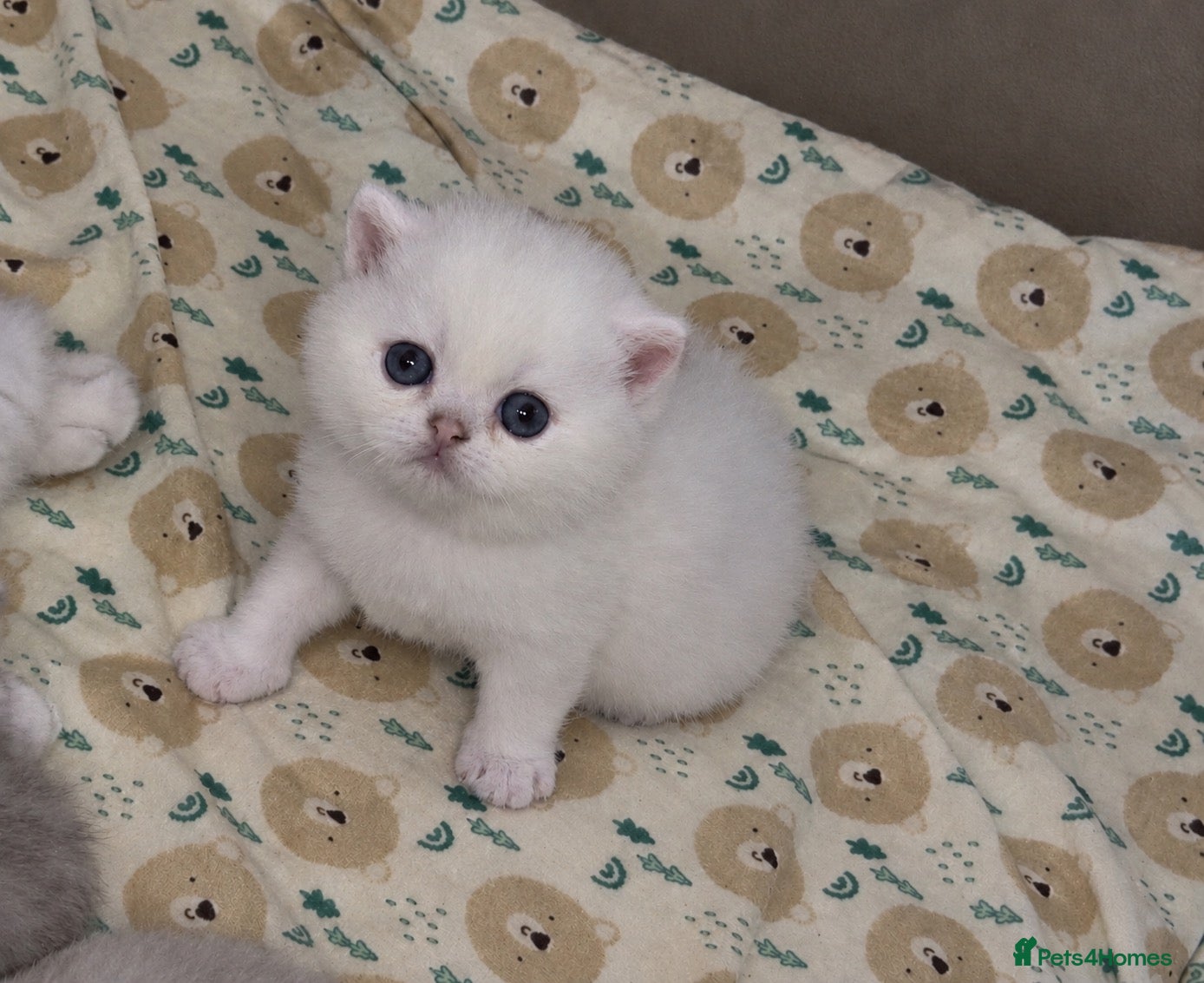 British Shorthair cats Silver British Shorthair kittens - Advert 2