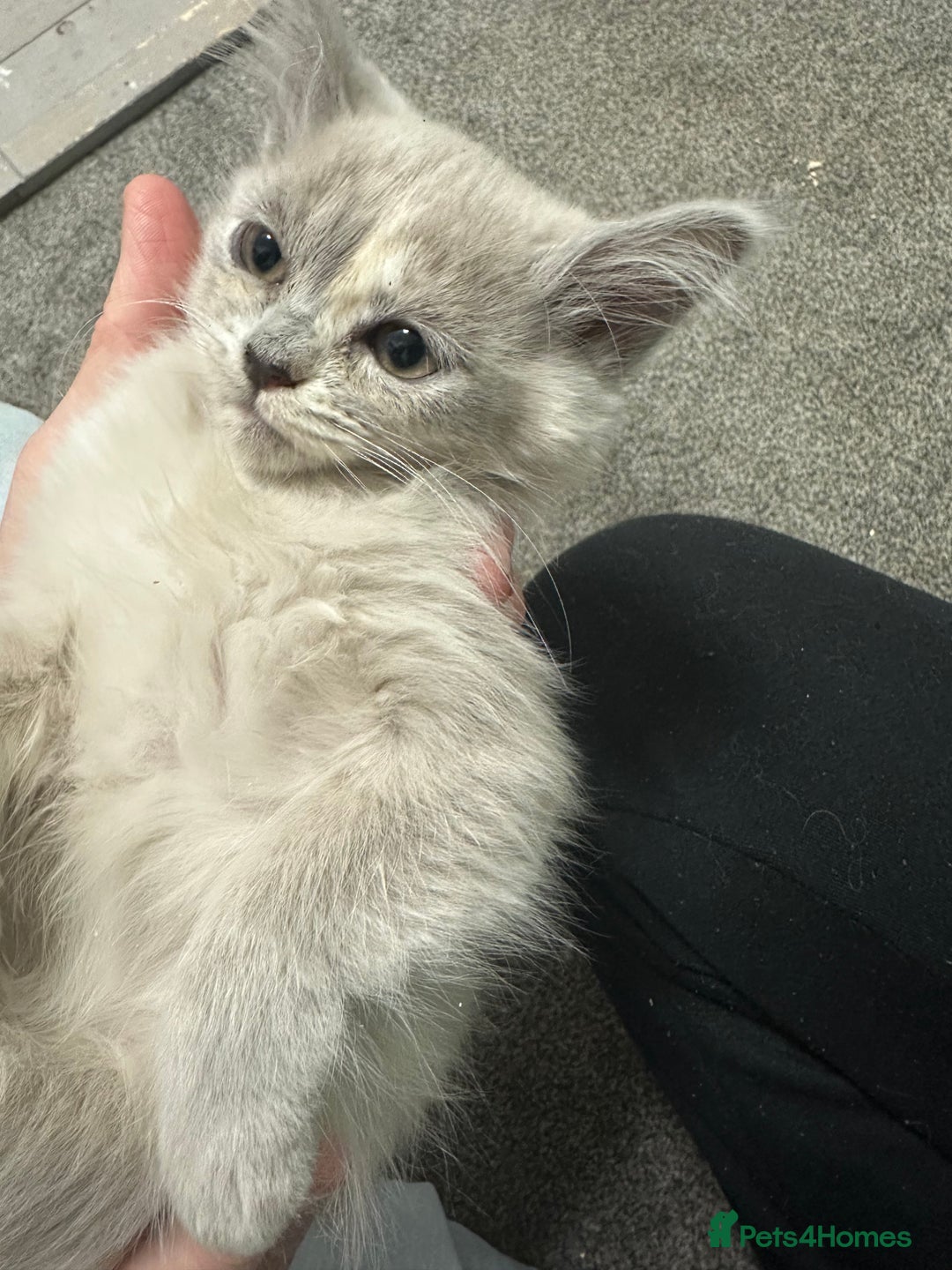 Burmese cats for sale: GCCF registered pedigree kittens  - Advert 11