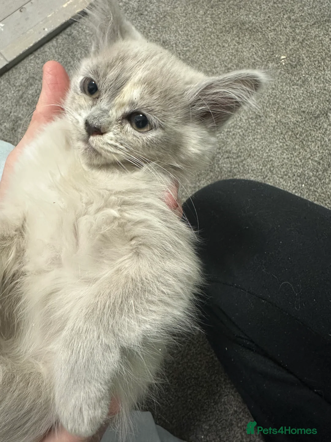 Burmese cats for sale: GCCF registered pedigree kittens  - Advert 11