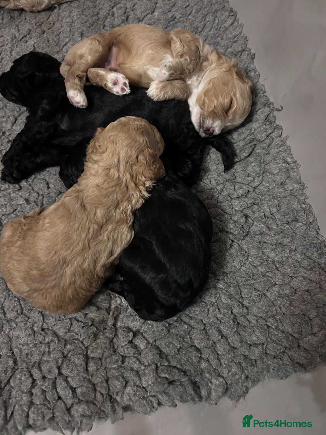 Cockapoo dogs for sale: Cockapoo puppies 3 girls 3 boys  - Image 8