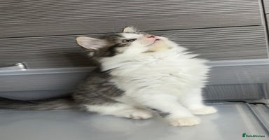 British Longhair cats - Advert 9