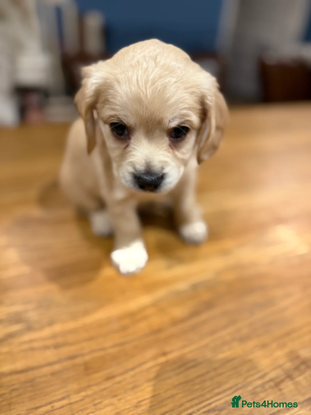 Mixed Breed dogs for sale: Chi-spaniels  - Advert 7