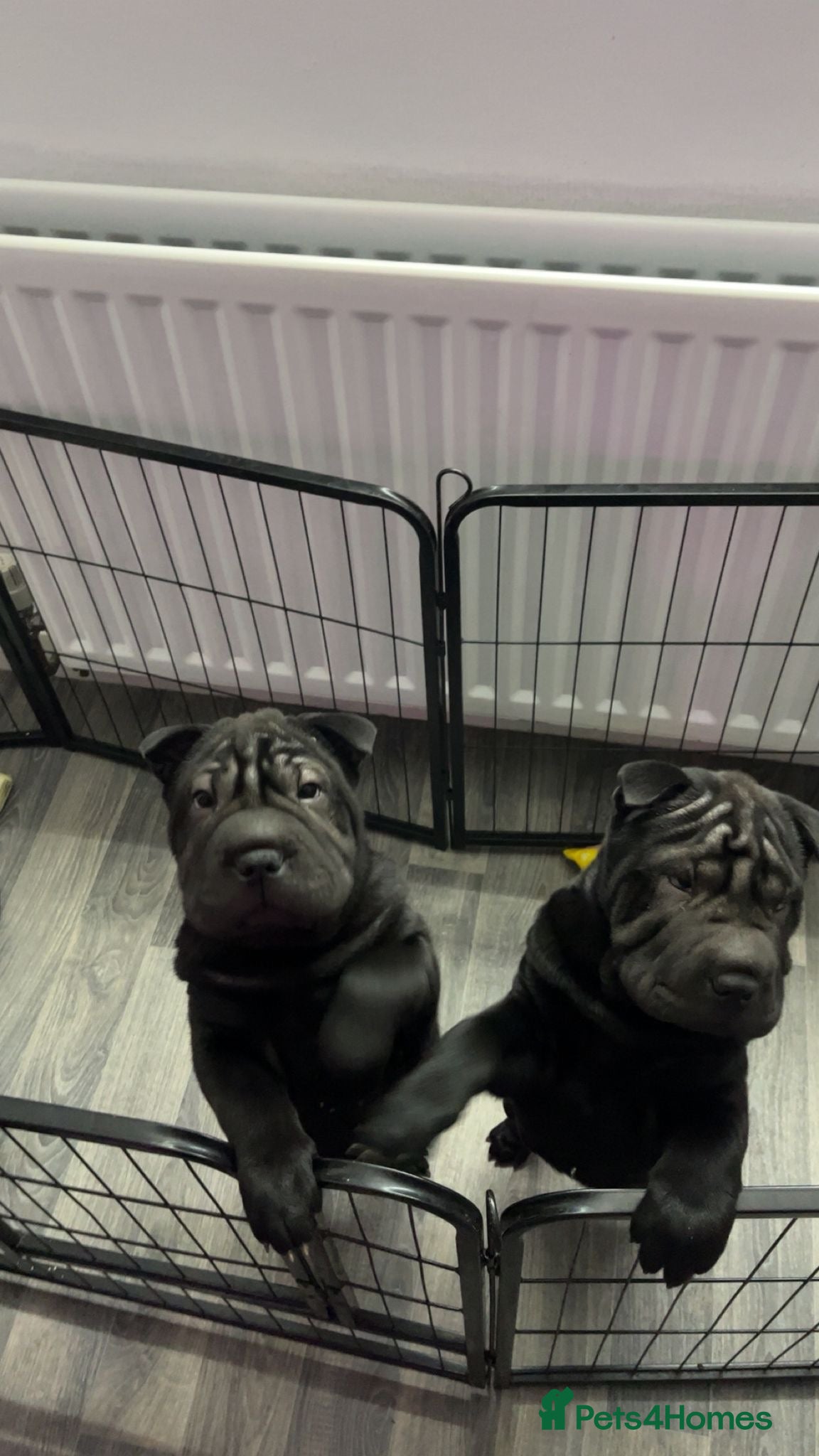 Shar Pei dogs Shar pei puppies - 2 Black girls Left £550 - Advert 5