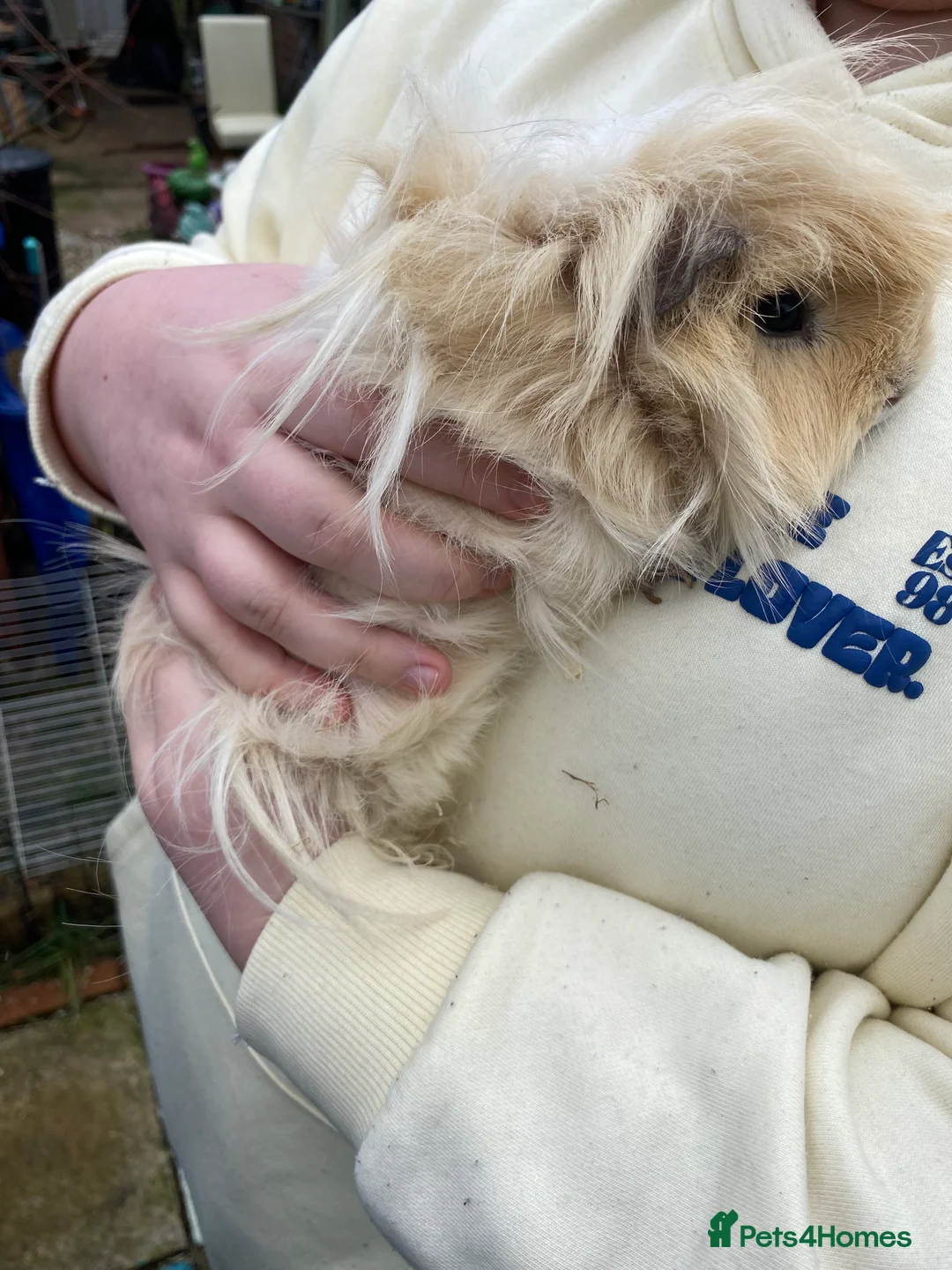 Guinea Pig rodents for sale: 2 long haired Guinea pigs  - Advert 3