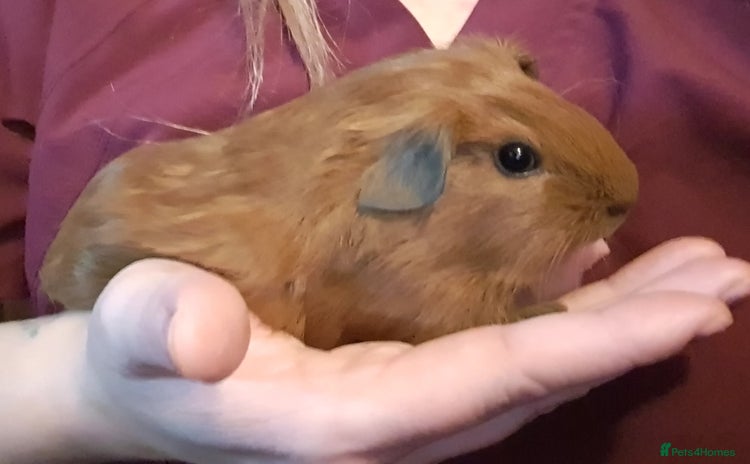 Guinea Pig rodents in Saint Helens - Advert 17