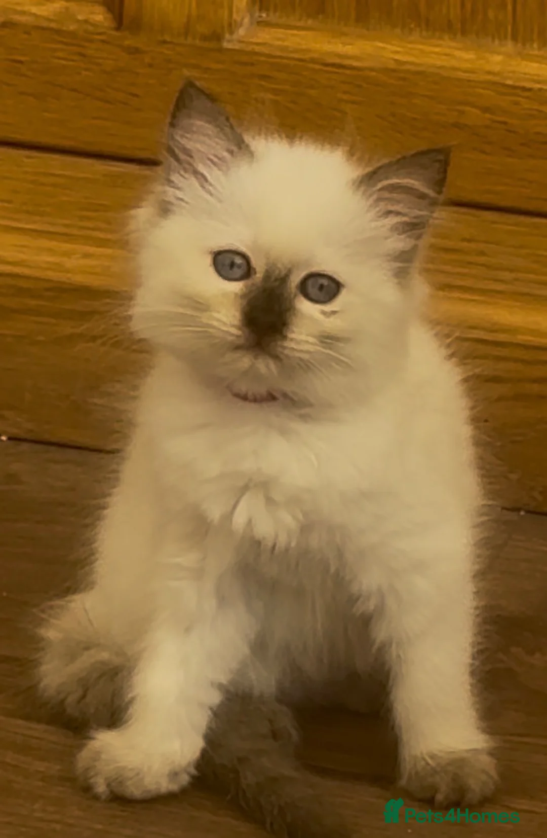 Ragdoll cats for sale: Ragdoll kittens GCCF champion breed show quality  - Advert 2