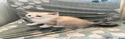 British Shorthair cats for sale: British shorthair kittens  in Swansea - Advert 4