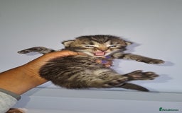 Ragdoll cats for sale: Ragdol 7 kittens available  - Image 1