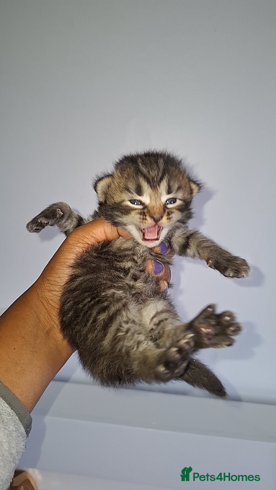 Ragdoll cats for sale: Ragdol 7 kittens available  - Image 1