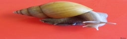 Snails invertebrates for sale: RODATZI GIANT AFRICAN LAND SNAILS - Advert 2