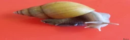 Snails invertebrates for sale: RODATZI GIANT AFRICAN LAND SNAILS - Advert 2