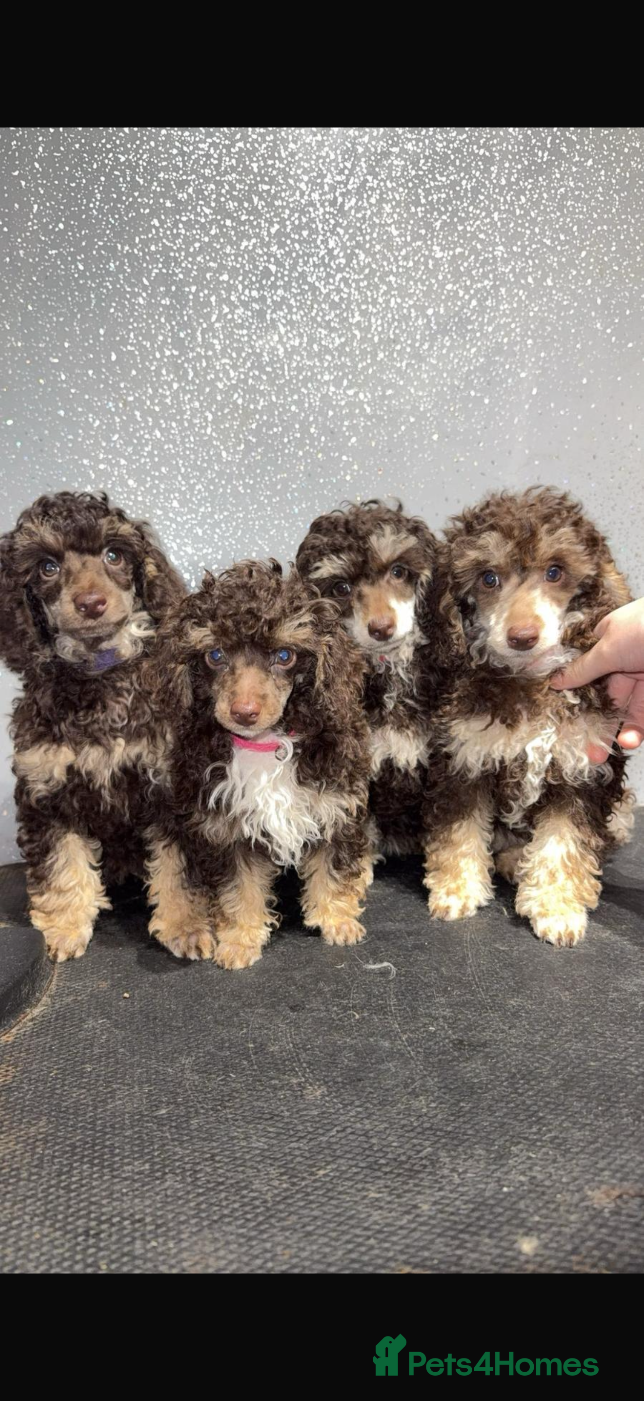 Toy Poodle dogs Chocolate phantom rare colour toy poodles KC REG - Advert 1