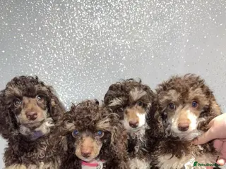 Toy Poodle dogs Chocolate phantom rare colour toy poodles KC REG - Advert 1