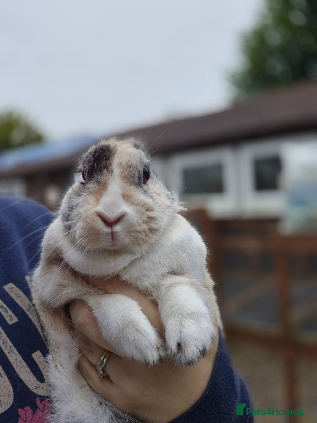 Mixed Breed rabbits for sale: Syrup - Advert 3
