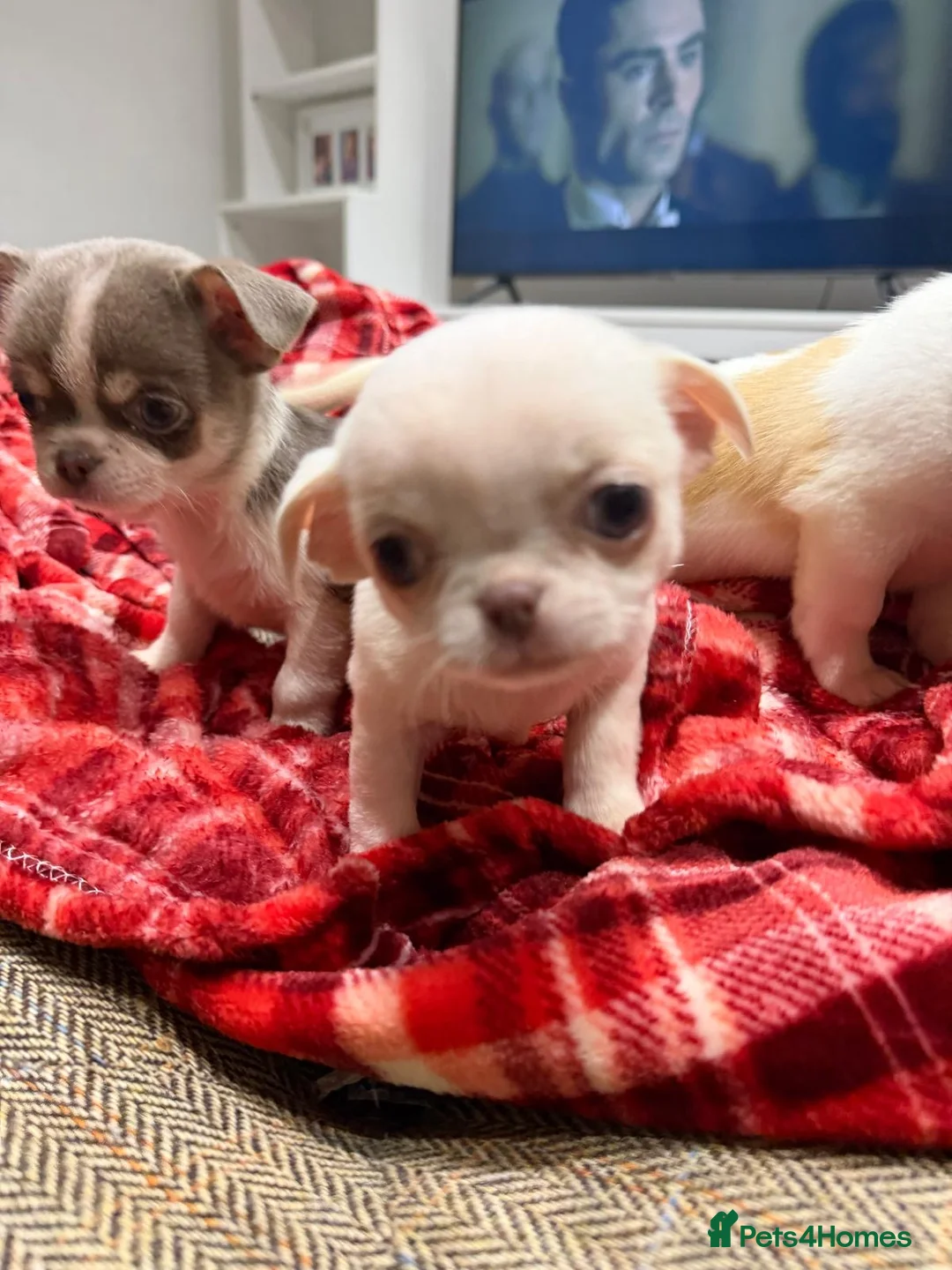 Chihuahua dogs for sale: KC registered chihuahua amazing green eyes  - Advert 21