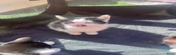 Mixed Breed cats for sale: 2 Handsome Tuxedo Boys 10 weeks old - Advert 4