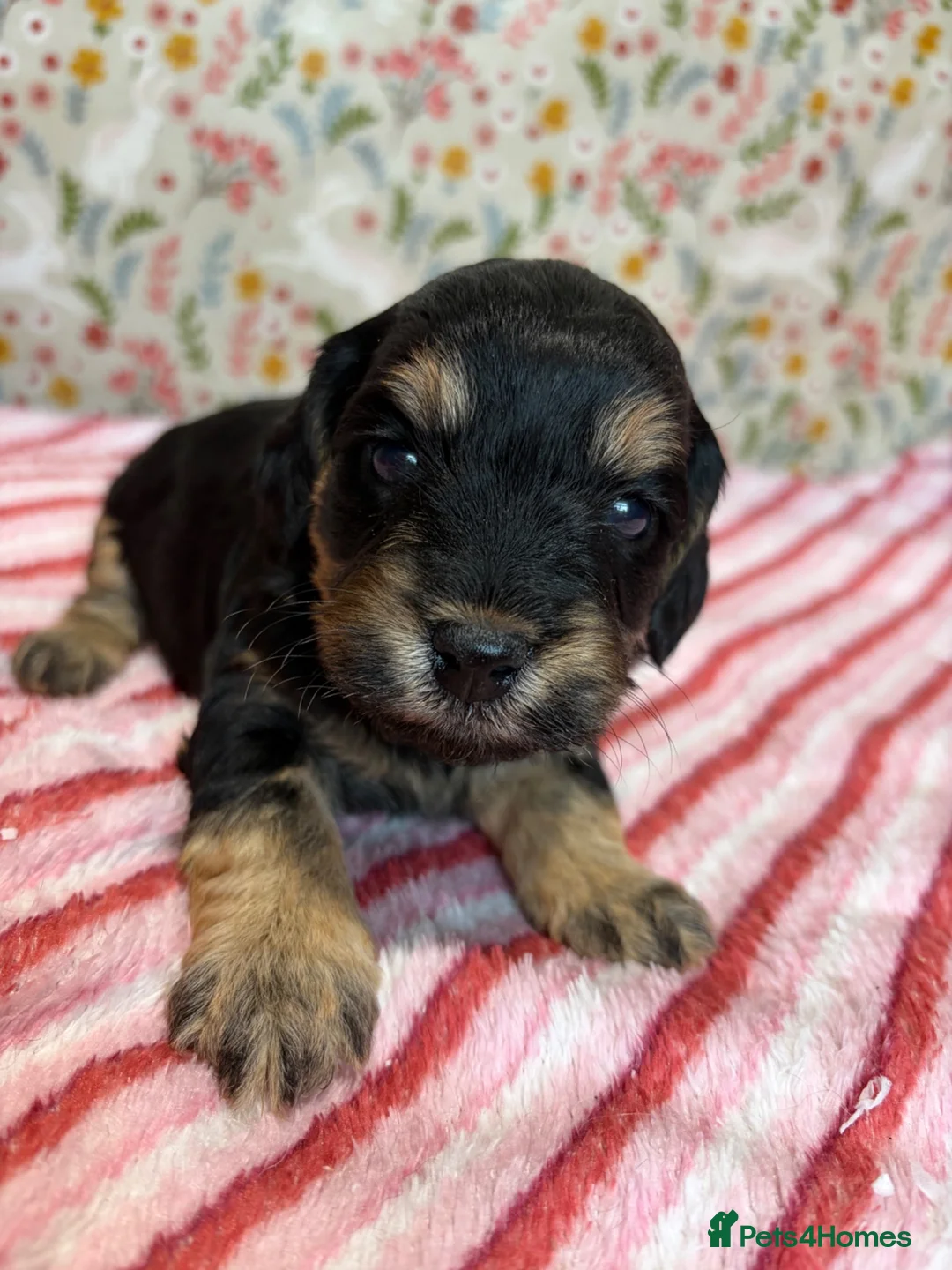 Cockapoo dogs for sale: F1b cockapoo puppies. Health tested parents.  - Advert 13