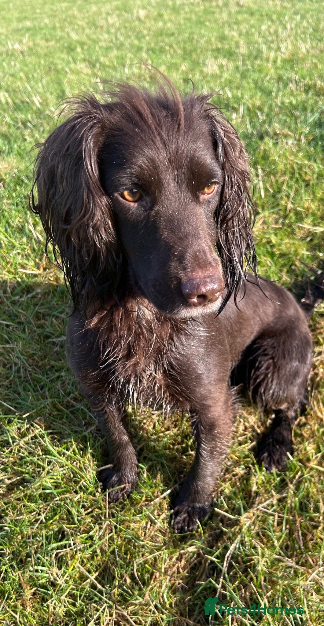 Cocker Spaniel dogs Cocker spaniel pups - READY NOW  - Advert 3
