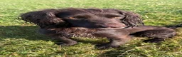 Cocker Spaniel dogs for sale: Cocker spaniel pups - READY NOW  in Whitby - Advert 1