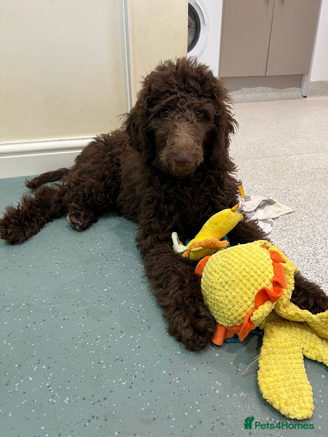 toy poodle large poodle mix