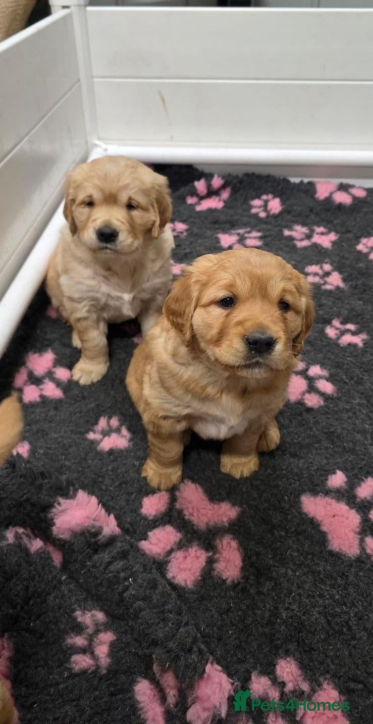 Golden Retriever dogs for sale: Beautiful Golden Retriever puppies for good homes  - Advert 5