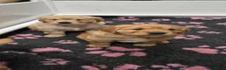 Golden Retriever dogs for sale: Beautiful Golden Retriever puppies for good homes  in Workington - Advert 1