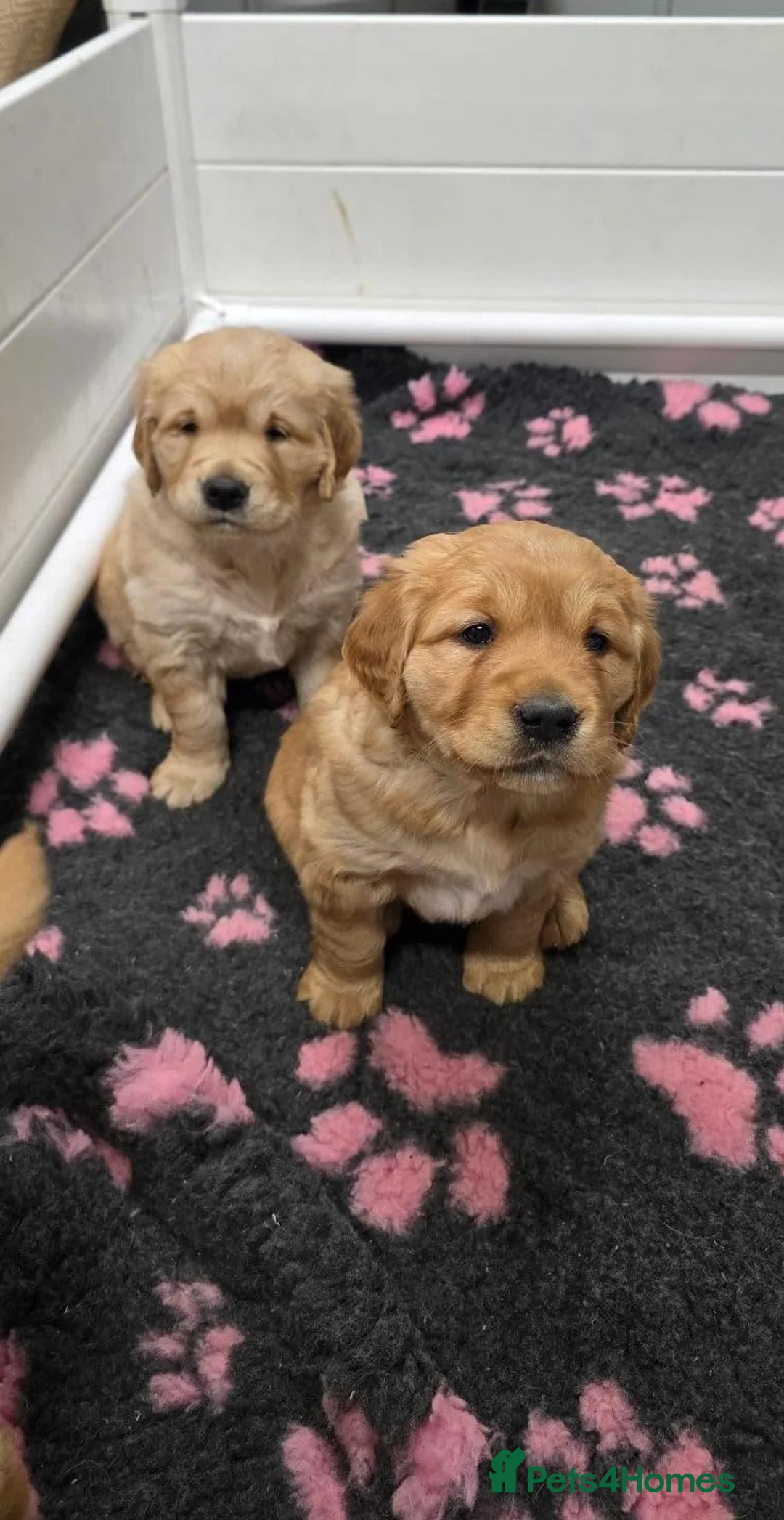 Golden Retriever dogs for sale: Beautiful Golden Retriever puppies for good homes  in Workington - Advert 1