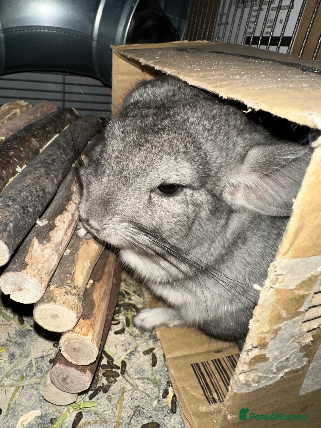 Chinchilla rodents for sale: Triplet boys  - Advert 2