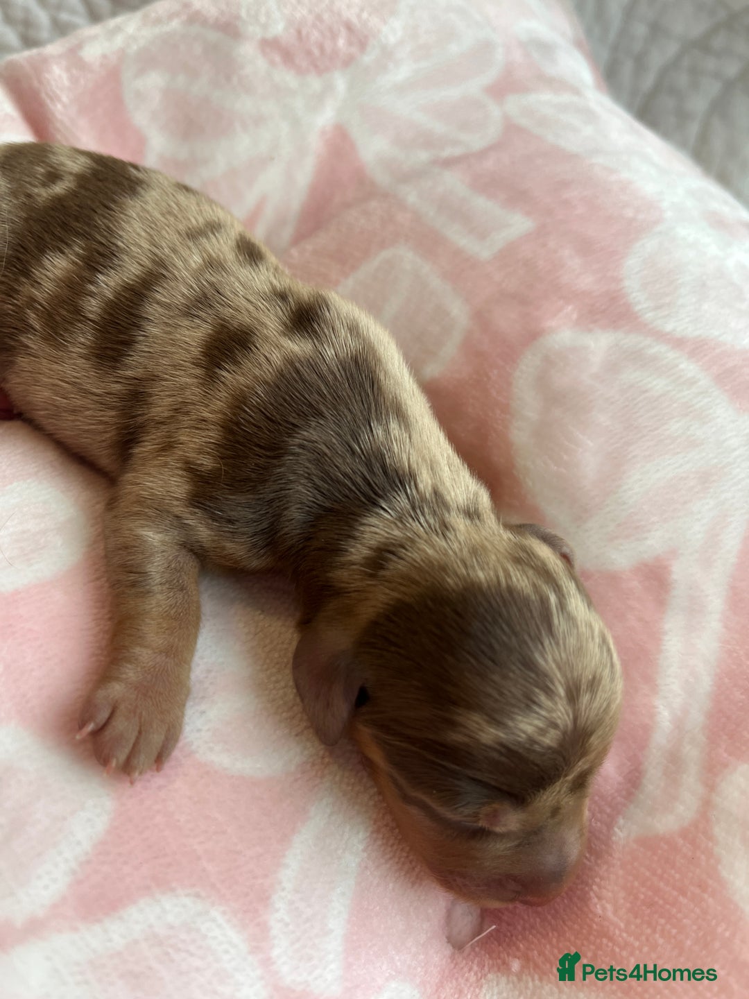 Miniature Dachshund dogs for sale: Miniture dashaund puppies long haired and dapple - Image 15