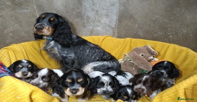 Cocker Spaniel dogs - Advert 10