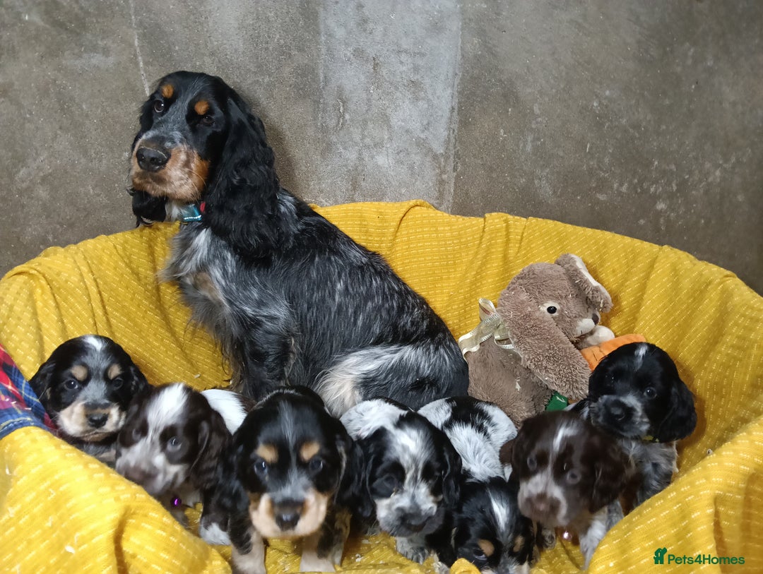 Cocker Spaniel dogs for sale: Show Type blue/Tri/chocolate Roan Cocker Spaniels  - Image 3