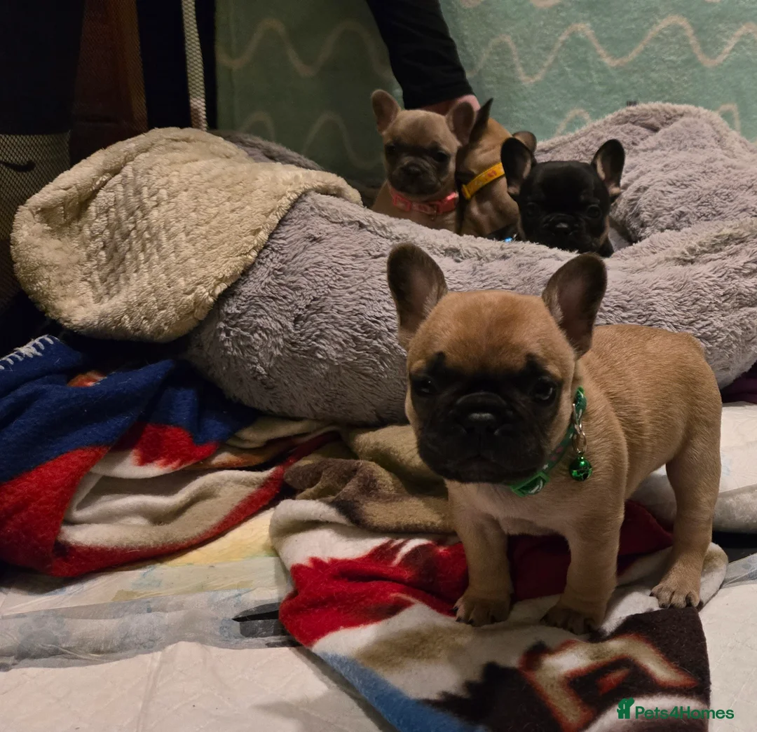 French Bulldog dogs for sale: French bulldog puppies.  - Advert 9