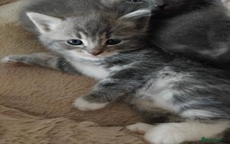 British Longhair cats for sale: 5 silver BSH kittens - Image 6