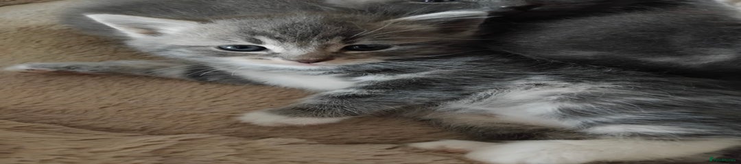 British Longhair Kitten 4