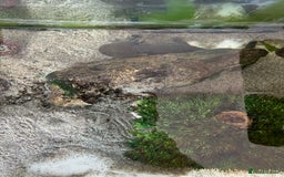Axolotl reptiles for sale: Three axolotls and full set-up  - Image 4