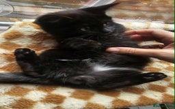 British Shorthair cats for sale: Stunning British Shorthair Kittens Ready Now! - Image 8