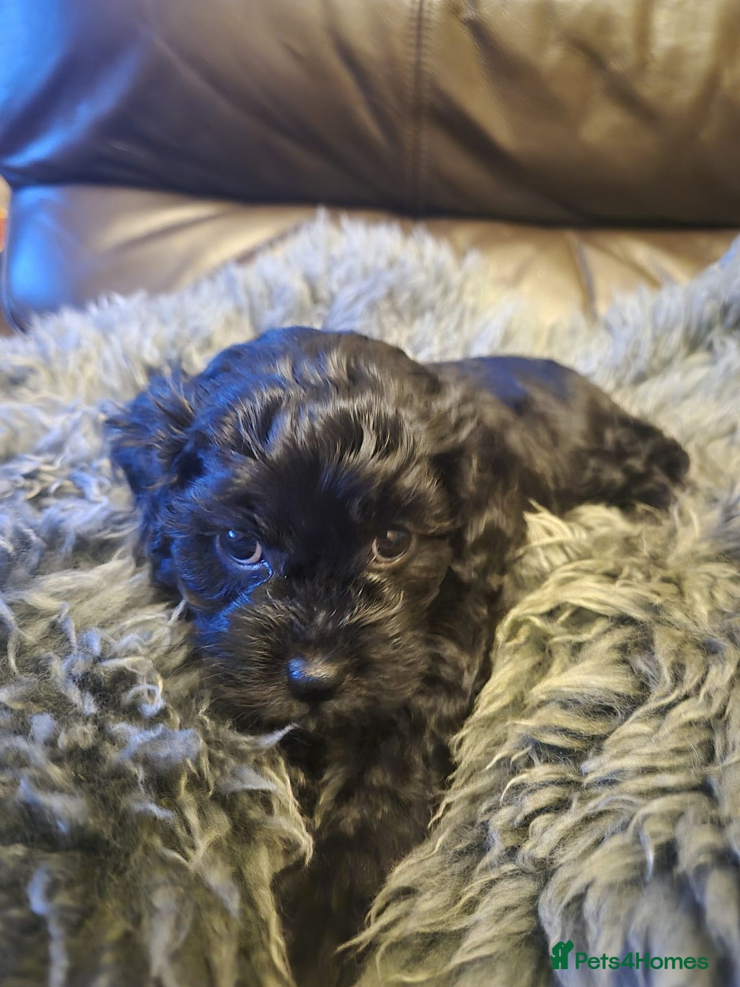 Mixed Breed dogs for sale: Mixed Breed PUppies - Advert 13