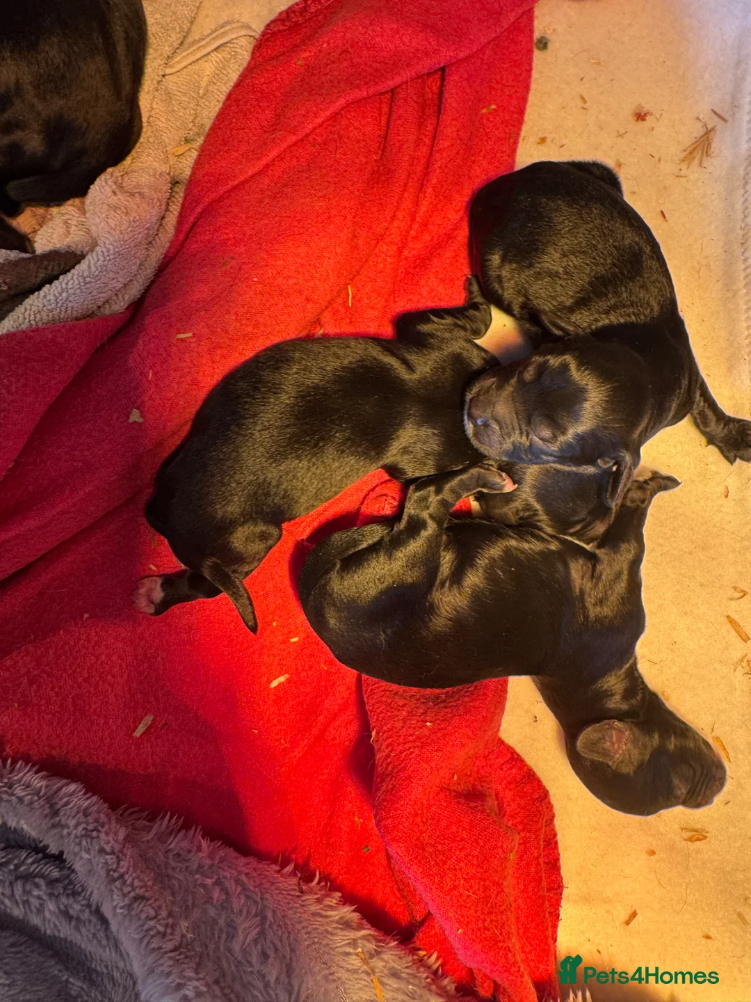 Sproodle dogs for sale: Deposits now taken for my Sproodle pups! - Advert 3