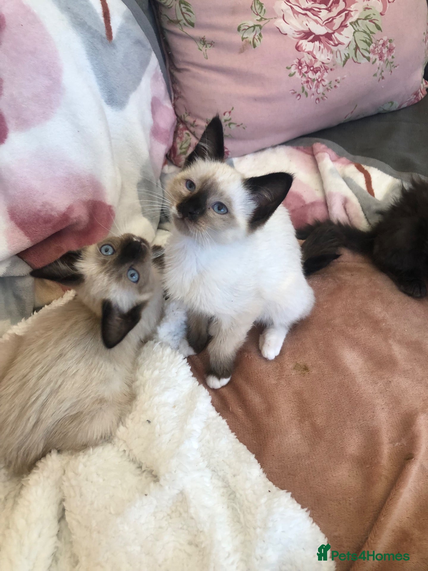 Snowshoe cats for sale: Beautiful snowshoe mixed Norwegian forest  - Advert 1
